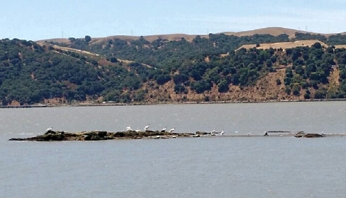 White Pelicans in Benicia 2015-07-18